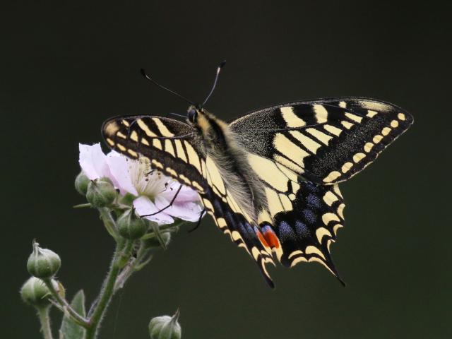 50B Swallowtail