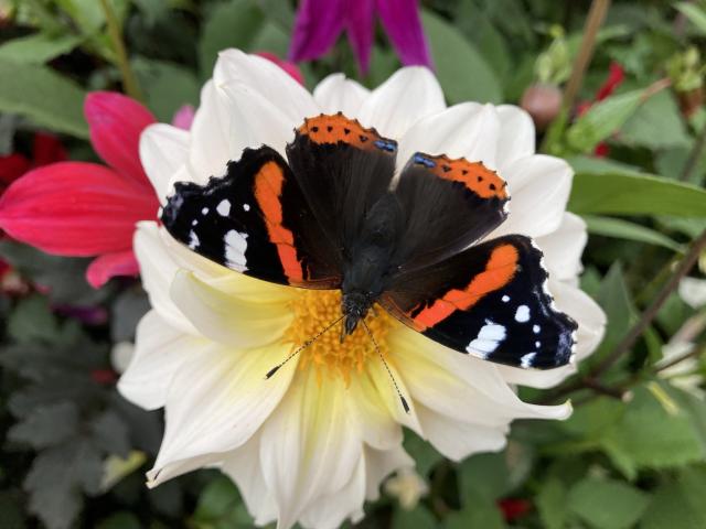52B Red Admiral