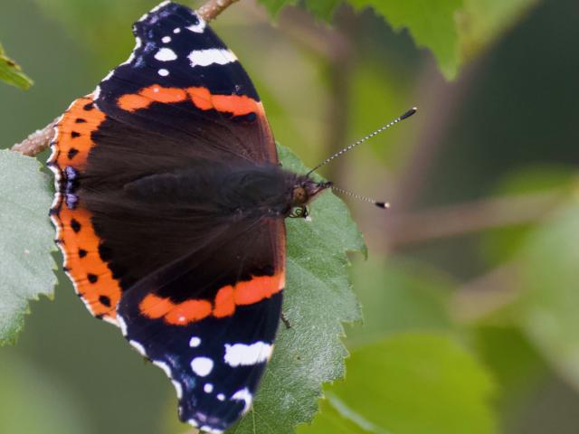 53B Red Admiral