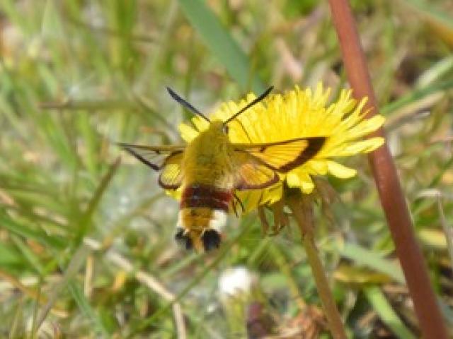 5M Broad-Bordered Bee Hawk Moth