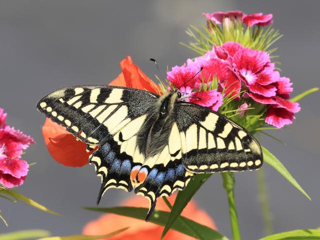 68B Swallowtail