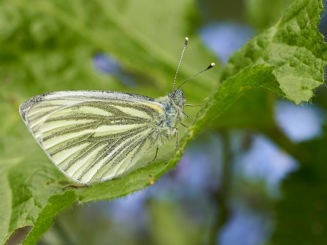 72B Green-veined White 