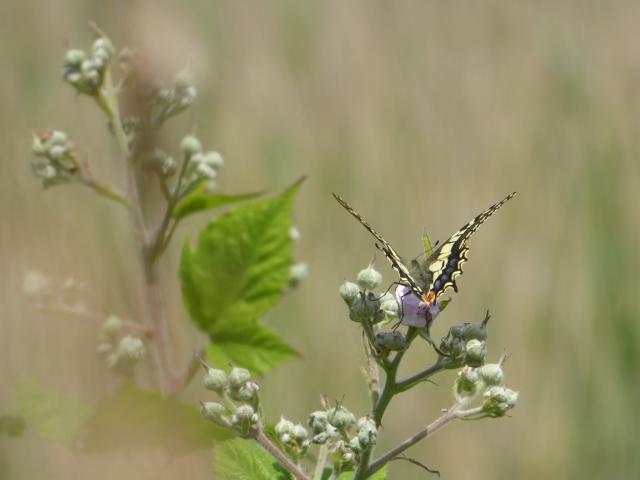 76B Swallowtail 