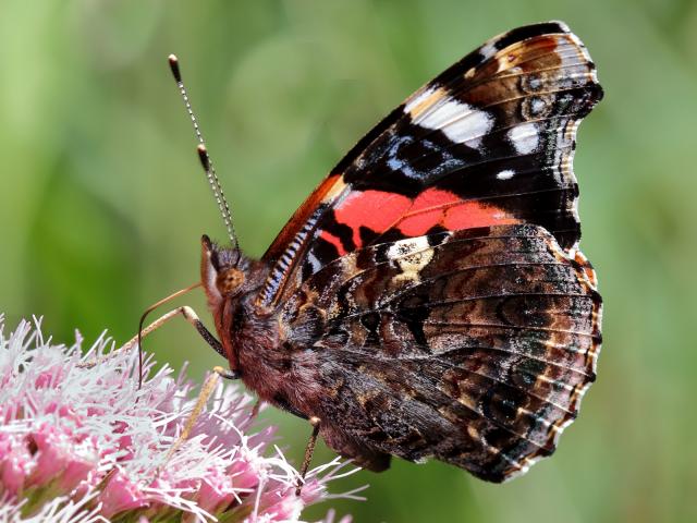 7B Red Admiral