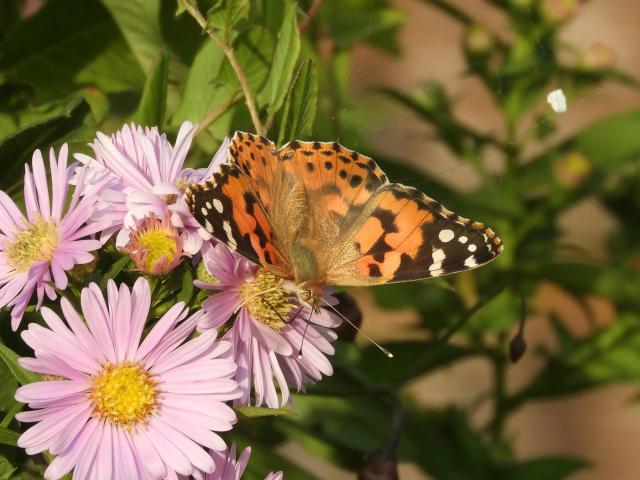 Painted Lady 4B