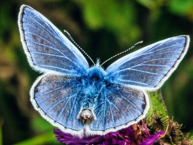 Common Blue Male - HGQ - Dave Gilbert.jpg