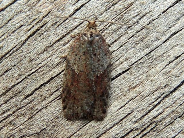 Possible Acleris notana (Phil Lee)