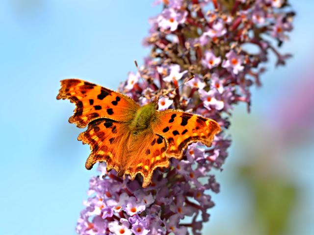 Comma Butterfly feeding on buddleia with blue sky behind