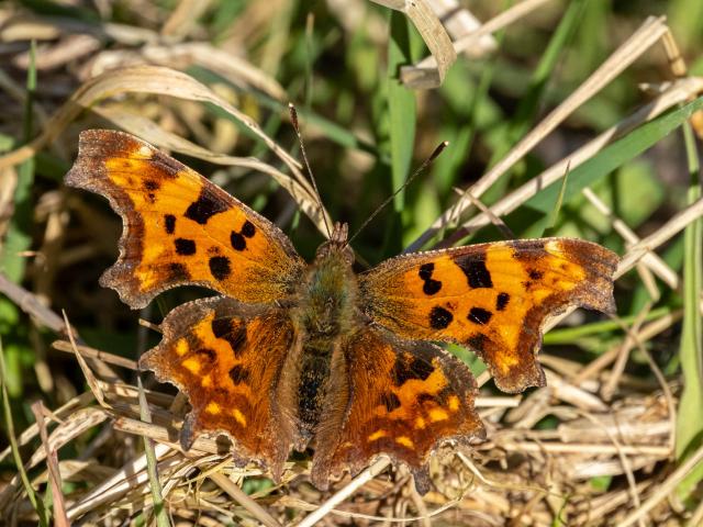 Comma (Mike Pickwell)