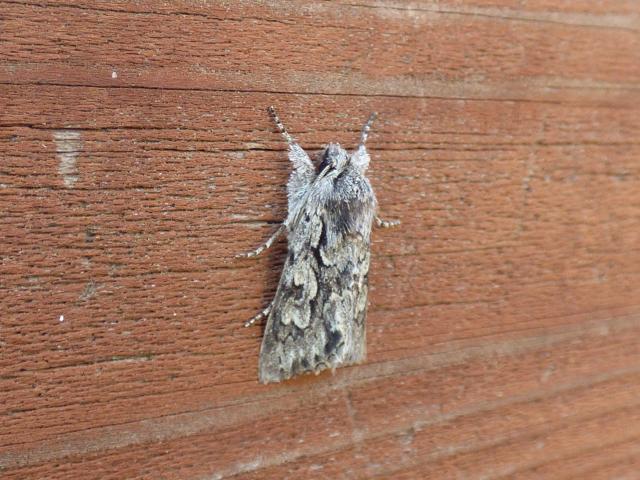 Early Grey Moth at Southrey (John Davison) 200322
