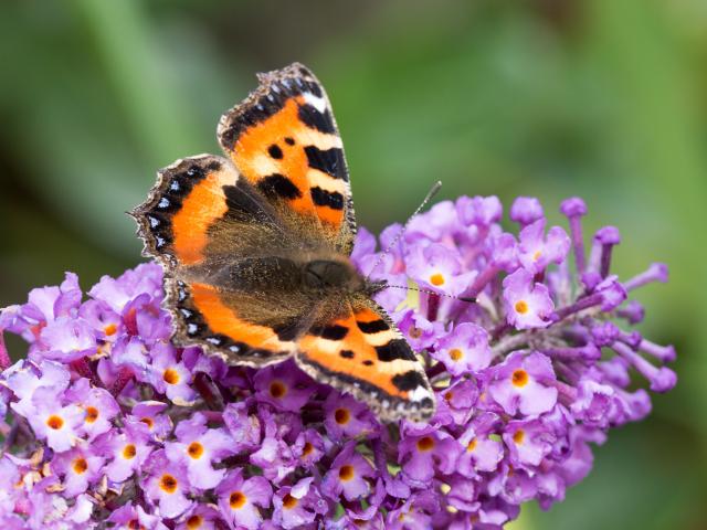 Vivara Butterfly Blog