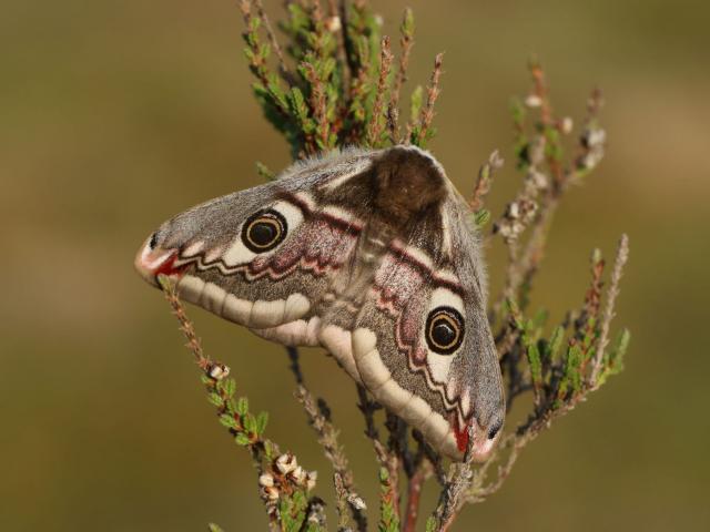 Female Emperor Moth (Toby Ludlow)