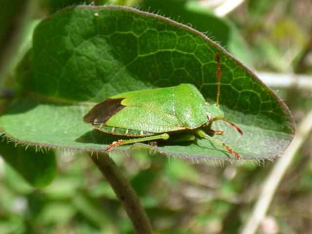 Green Shieldbug at Southrey (John Davison) 210422