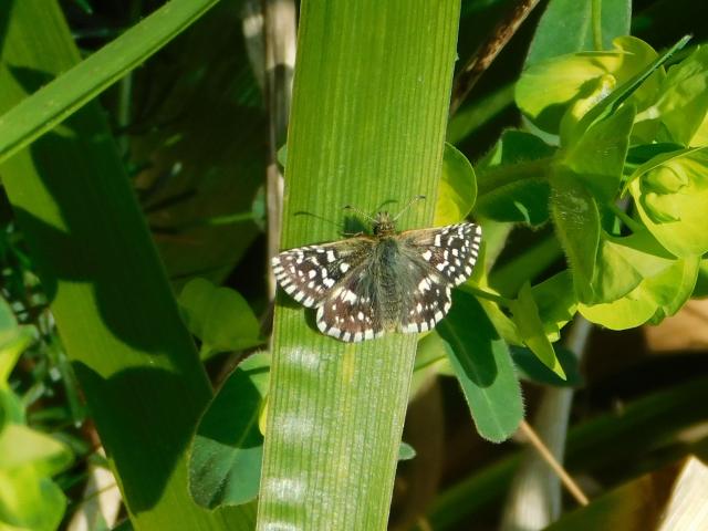 Grizzled Skipper, Dainton Common, 20.4.22 (Dave Gregory)