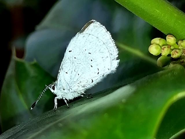 Holly Blue (Pete Cawdell)