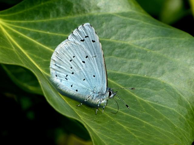 Holly Blue (Dave Wright)