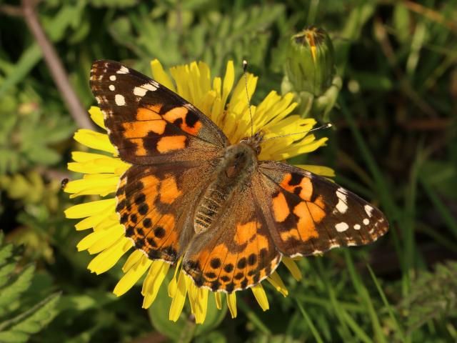 Painted Lady (Toby Ludlow)