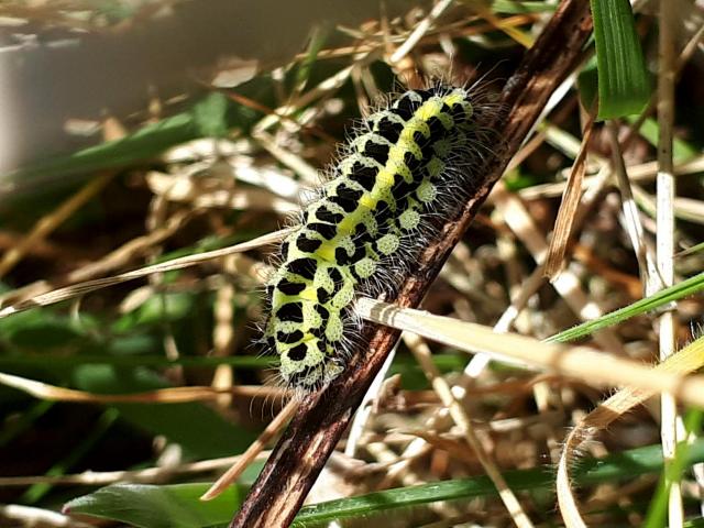Six-spot Burnet Caterpillar (Laura Gundy)