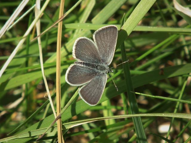 Small Blue [m], Berry Head, 26.4.22 (Dave Holloway)