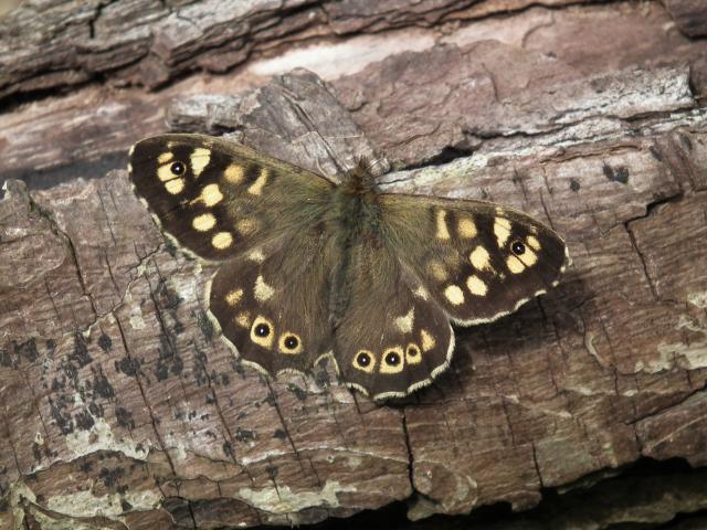 Speckled Wood, Garden, Paignton, 17.4.22 (Dave Holloway)