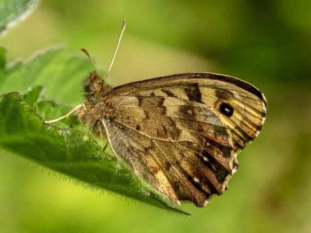 Speckled Wood (Mike Pickwell) 