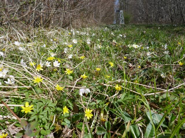 Spring Flowers at Southrey (John Davison) 080422