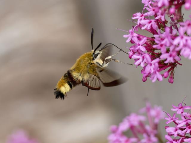 Broad-bordered Bee Hawk-moth (Graham Catley)