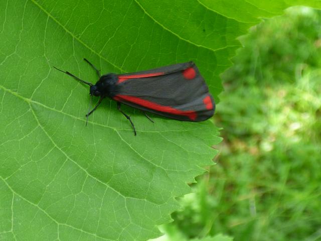 Cinnabar Moth at Southrey (John Davison) 170522