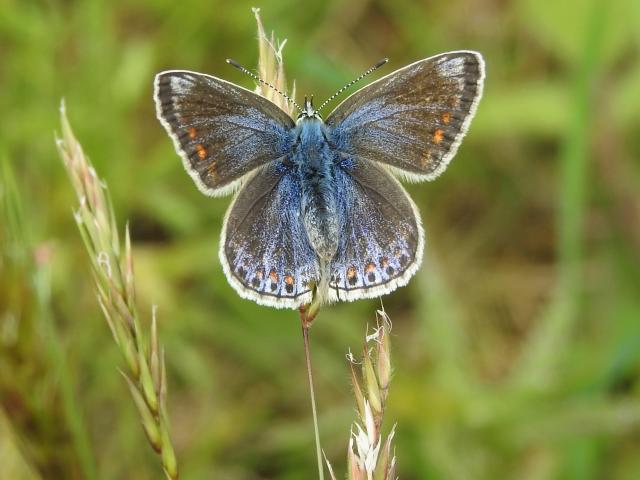 Common Blue [f, blue form], Dawlish Warren NNR, 24.5.22 (Dave Holloway)