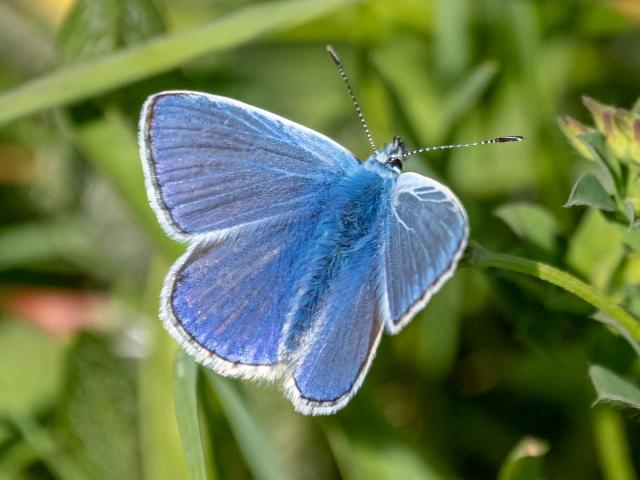 Common Blue (Mike Pickwell)