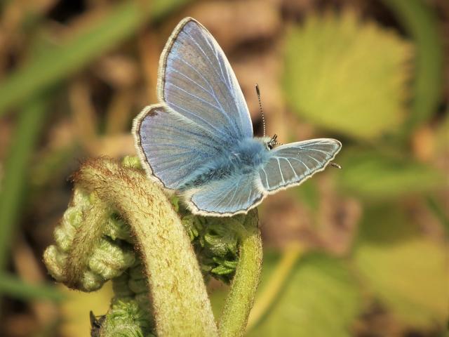 Common Blue, Naptor, Paignton, 6.5.22 (Dave Holloway)