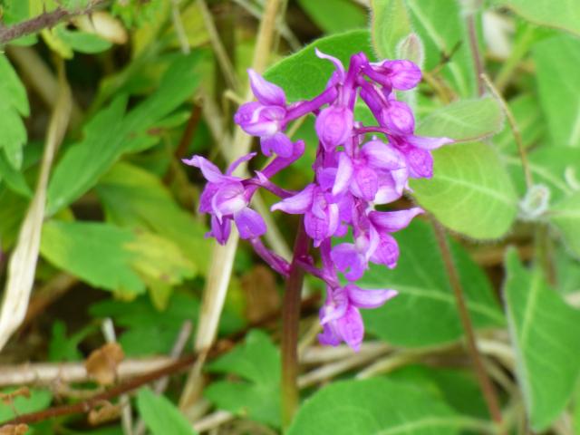 Early-purple Orchid at Southrey (John Davison) 100522