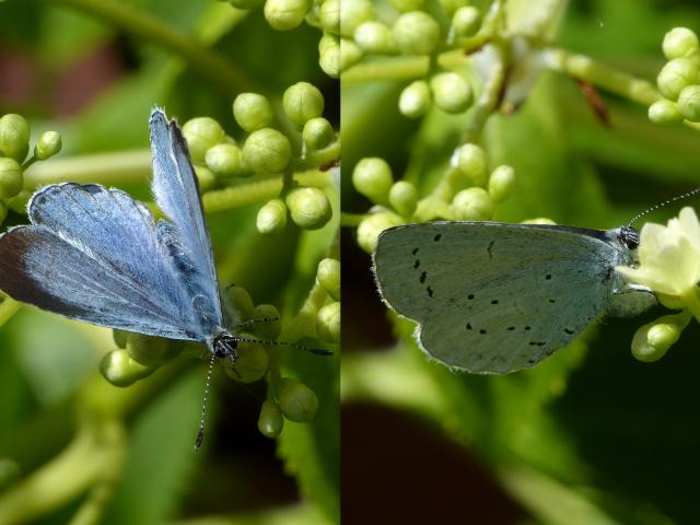 Female Holly Blue Egg-laying (Dave Wright)