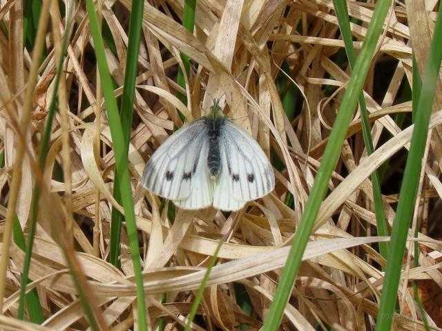 Green-veined White [f], Cookworthy, 5.5.22 (Dave & Hilary Phillips)