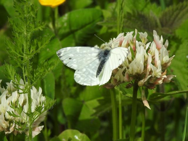 Green-veined White [m], Clennon Lakes, Paignton, 21.5.22 (Dave Holloway)