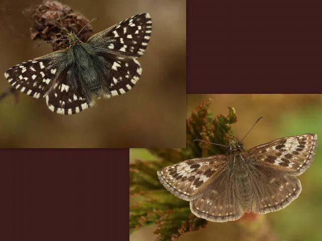 Grizzled and Dingy Skippers (Toby Ludlow)