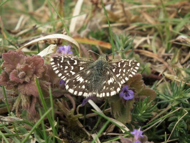 Grizzled Skipper, Dainton Common, 5.5.22 (Dave Holloway)