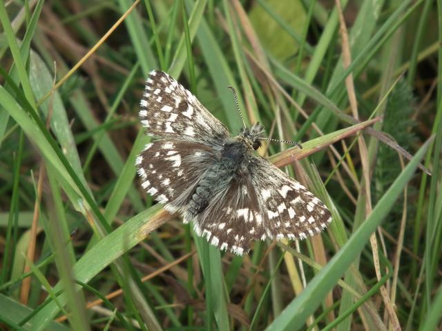 Grizzled Skipper, Dainton Common, 5.5.22 (Dave Holloway)
