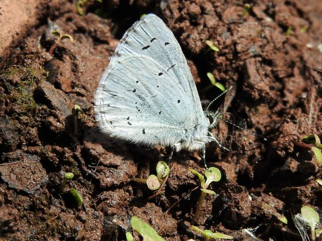 Holly Blue, Clennon Lakes, Paignton, 21.5.22 (Dave Holloway)