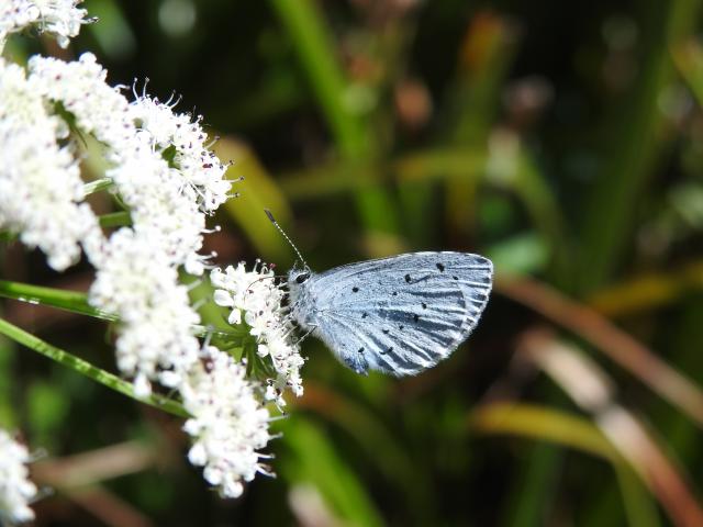 Holly Blue, Clennon Lakes, Paignton, 22.5.22 (Dave Holloway)