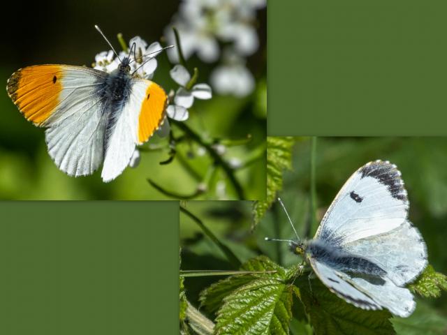 Male and Female Orange-tips (Mike Pickwell)