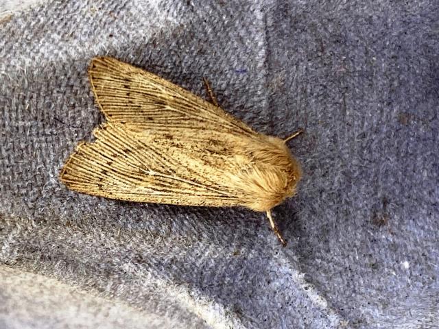 Obscure Wainscot (Nige Lound)