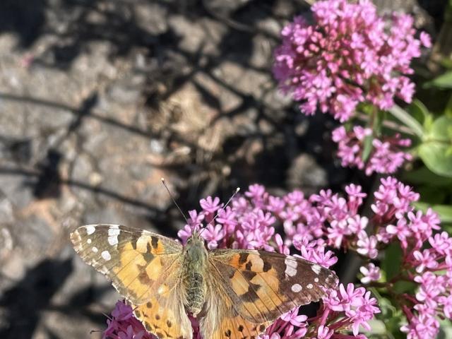 Painted Lady, Abbotskerswell, 17.5.22 (Amy Macleod)