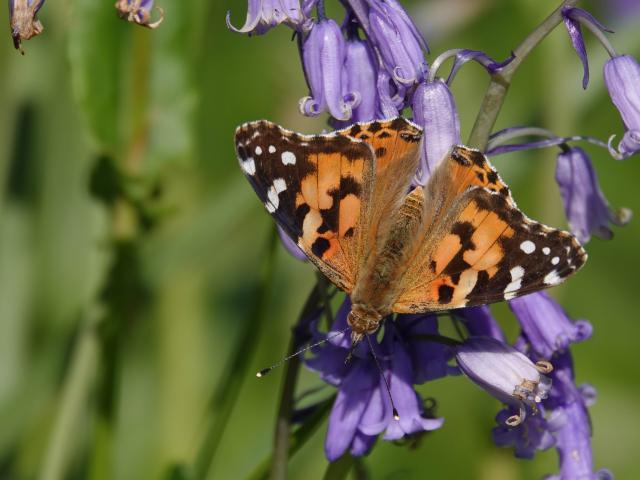 Painted Lady, Aish Tor, 19.5.22 (David Turrell)