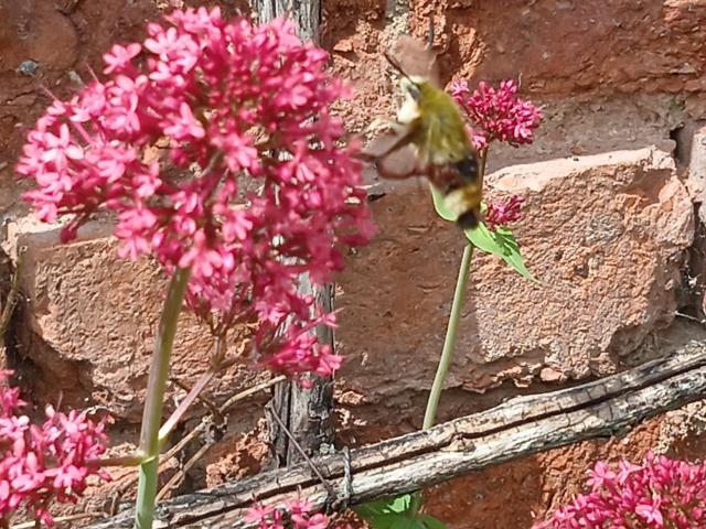 Broad bordered Bee hawk moth