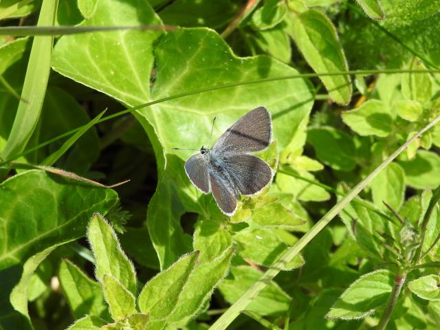 Small Blue [m], Walls Hill, 22.5.22 (Dave Holloway)