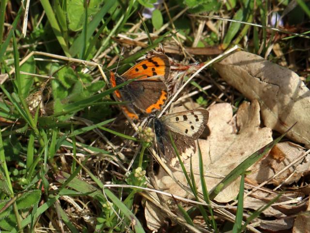 Small Copper ab. schmidtii (Toby Ludlow)