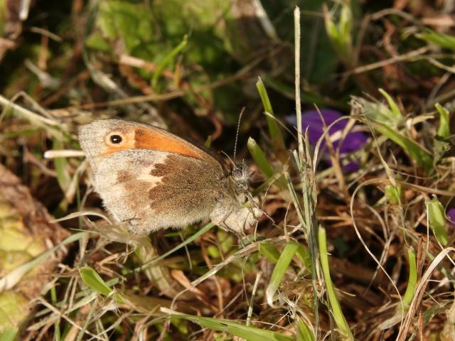 Small Heath Egg-laying (Phil Bowler)