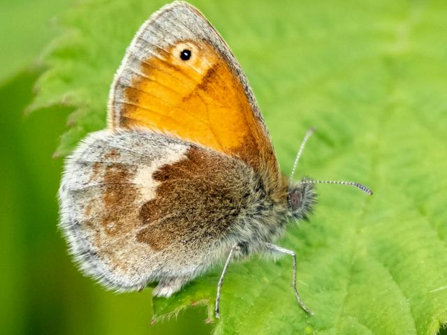 Small Heath (Mike Pickwell)