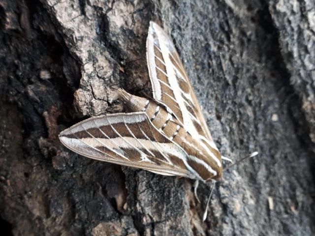 Striped Hawk-moth (Laura Gundy)